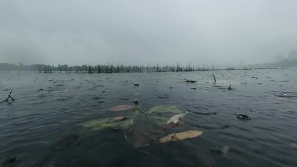 雨の間の川の表面は、森林や銀行や秋の葉を背景に — ストック動画