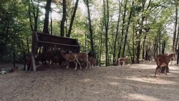 Naturpark-Tiere Mufflons der Widderart fressen am sonnigen Tag vom Futterhäuschen — Stockvideo