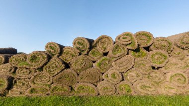 Mavi gökyüzüne karşı birbiri üzerine uzanan yeşil çimen tomurcukları
