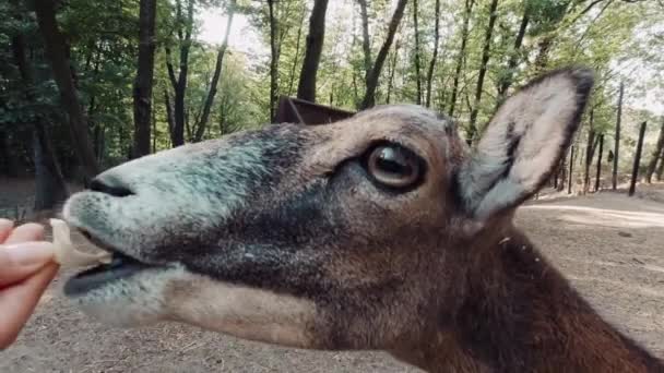 Hand feeding a ram, mouflon in the reserve close-up sunny day — Stock Video