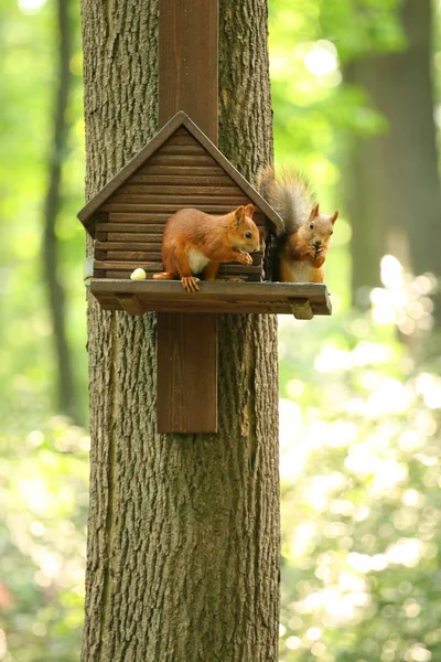 Zwei Rote Eichhörnchen Sitzen Der Nähe Eines Holzhauses Auf Einem — Stockfoto