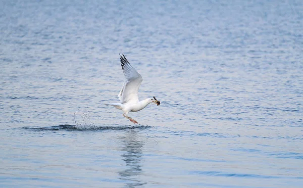 Vit Fågel Flyger Över Vattnet Måsen Håller Looten Nyckeln Närbild — Stockfoto