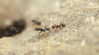 karıncalar yere, closeup sürünme
