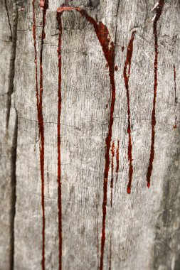 ağacı, güdük boyunca kırmızı kan akar