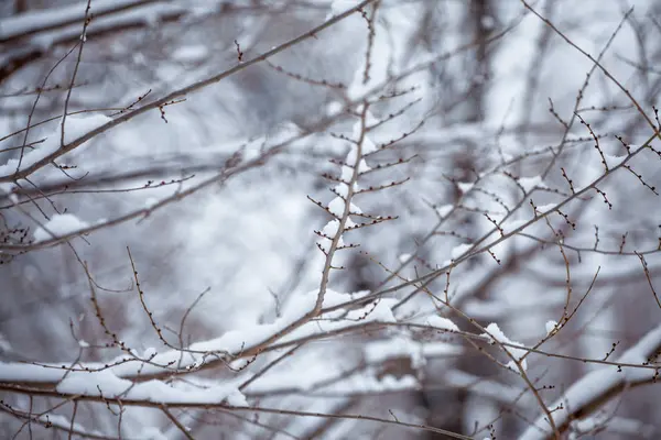 Gołe Gałęzie Pokryte Śniegiem Zimowe — Zdjęcie stockowe