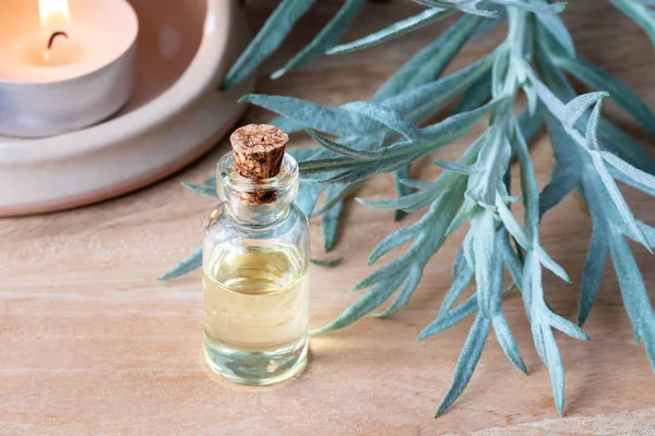Sebotol Minyak Esensial Wormwood Dengan Segar Artemisia Absinthium Tanaman — Stok Foto