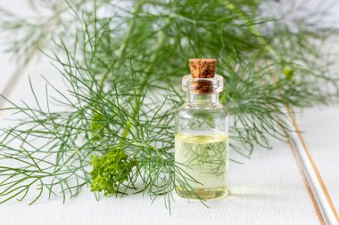 Bir şişe ile taze çiçek açan Anethum graveolens dal dereotu tohumu yağı