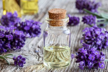 Taze çiçek açan lavanta dallarıyla birlikte bir şişe gerekli yağ.