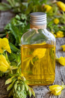 Bir şişe evening primrose yağı ve taze çiçek açan bitki 