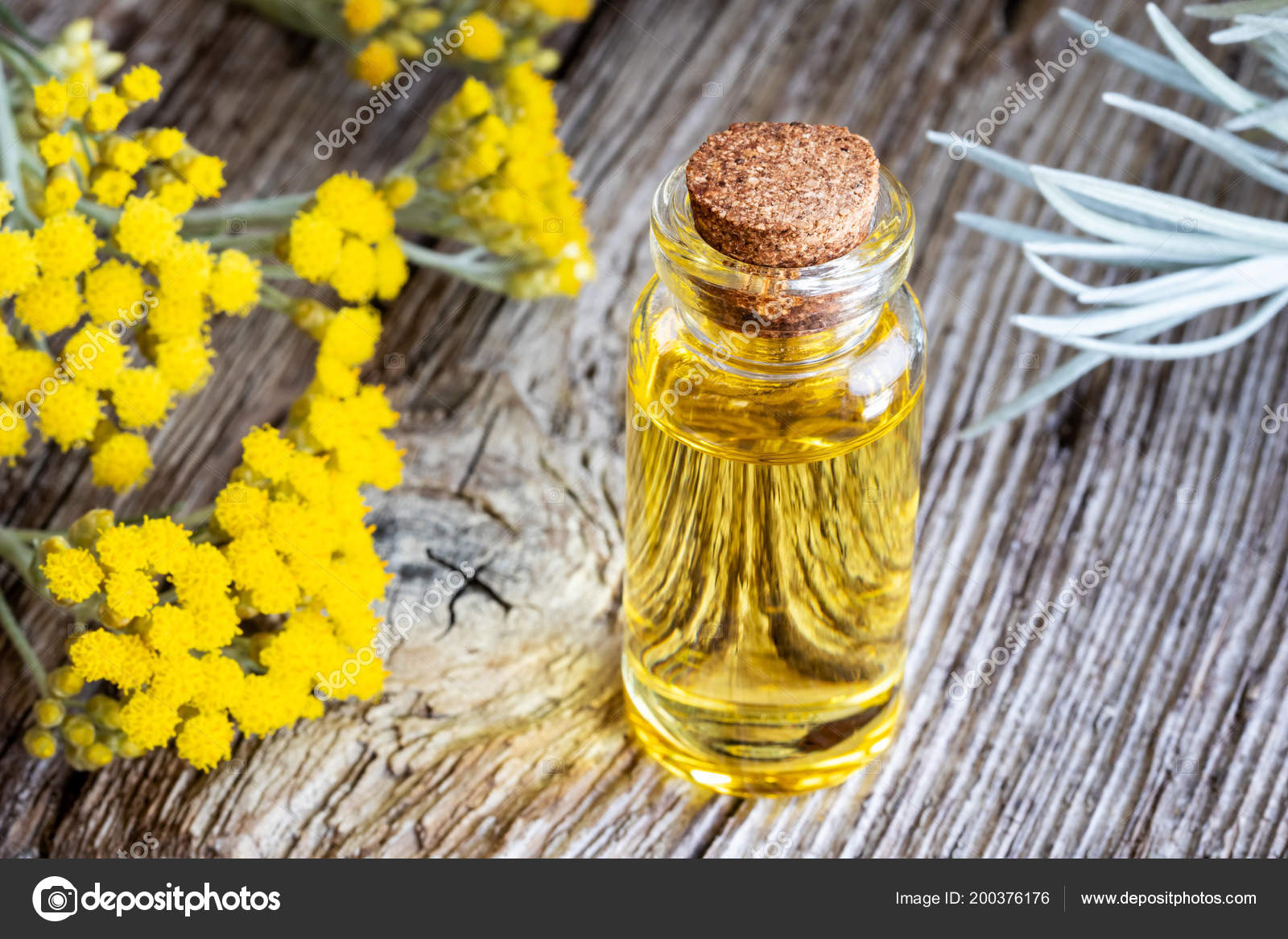 Bottle Essential Oil Fresh Blooming Helichrysum Italicum Plant Stock Photo  by ©MadeleineSteinbach 200376176