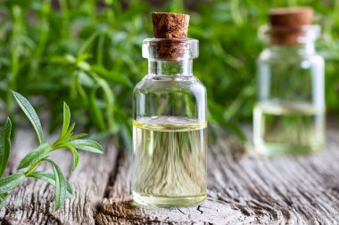 A bottle of mountain savory essential oil with fresh Satureja montana plant clipart