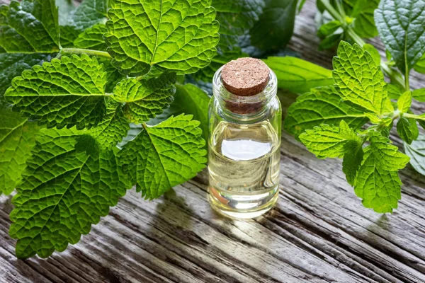 Una Botella Aceite Esencial Con Ramitas Melisa Fresca — Foto de Stock