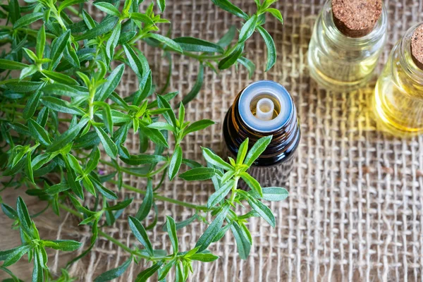 A bottle of mountain savory essential oil with fresh Satureja montana plant