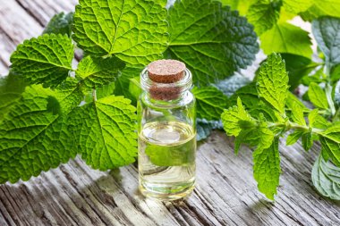 Esans taze melissa dallar ile bir şişe