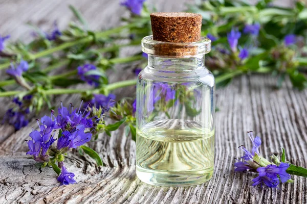Bottle Essential Oil Fresh Blooming Hyssop Twigs — Stock Photo, Image