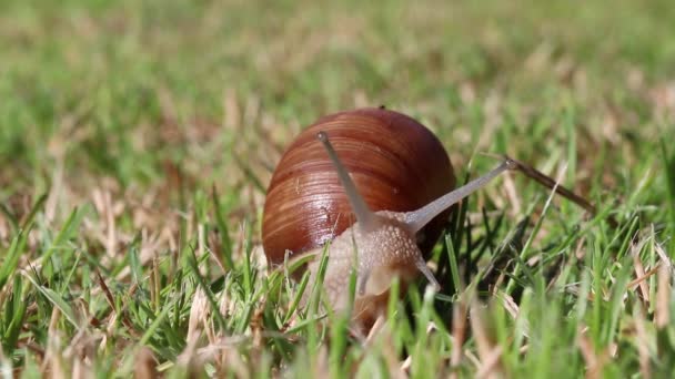 Schnecke Bewegt Sich Gras Garten — Stockvideo