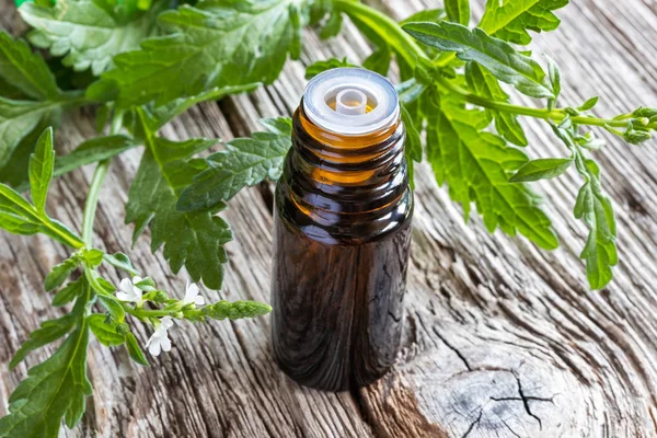 Ortak Mine çiçeği esans taze çiçek açan verbena officinalis üretim tesisi ile bir şişe