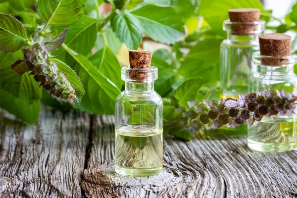 Uma Garrafa Óleo Essencial Com Tulsi Fresco Manjericão Santo — Fotografia de Stock