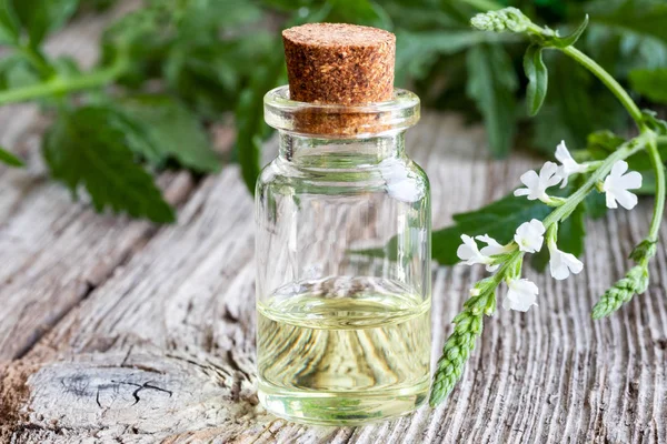 Eine Flasche Eisenkraut Ätherisches Mit Frischem Eisenkraut — Stockfoto