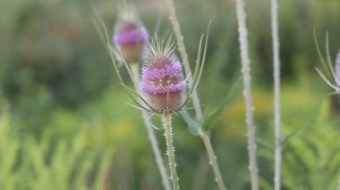 Vahşi teasel rüzgarda hareketli çiçek açan