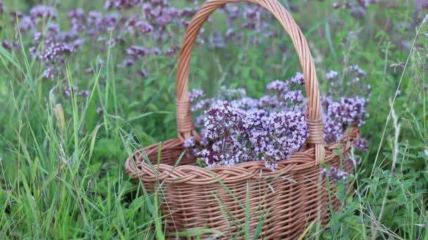 Wkładanie Ręki Zebranego Kwitnące Oregano Kosz — Wideo stockowe