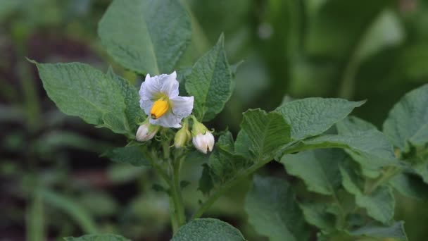 Bloeiende Plant Van Aardappel Bewegen Wind Een Moestuin — Stockvideo