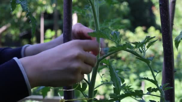 Colocación Manual Planta Tomate Poste Huerto — Vídeos de Stock