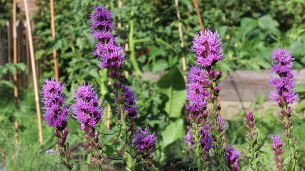 Фіолетові Квіти Рухаються Вітрі Овочевому Саду — стокове відео