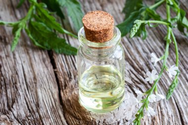 Ortak Mine çiçeği esans taze çiçek açan verbena officinalis üretim tesisi ile bir şişe
