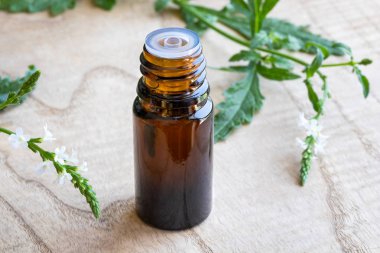 Taze çiçek açan verbena officinalis ile ortak Mine çiçeği esans bir şişe