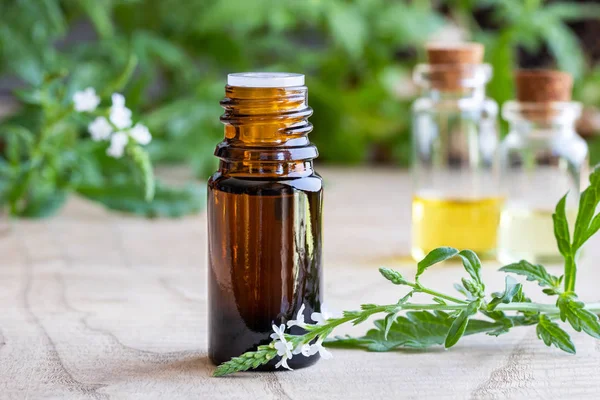 Ortak Mine çiçeği esans taze çiçek açan verbena officinalis üretim tesisi ile bir şişe