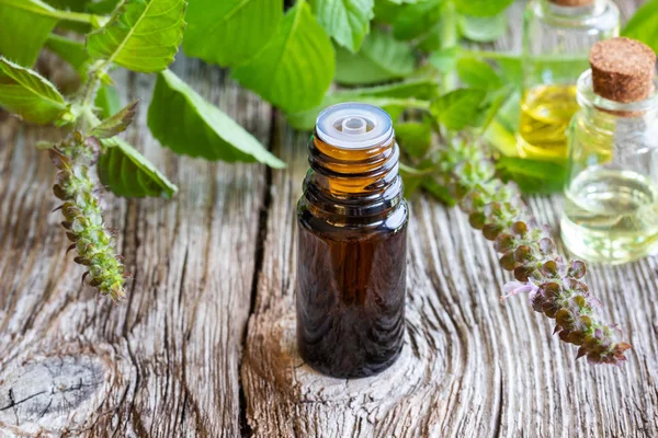 Esans taze mehmet veya kutsal fesleğen ile bir şişe