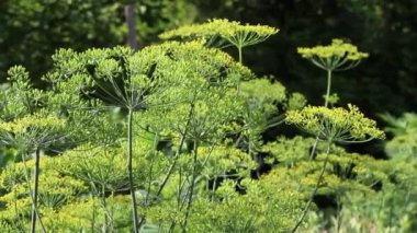 Taze dereotu bir sebze bahçesi rüzgarda hareket