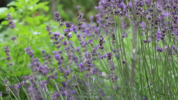 Frische Lavendelzweige Bewegen Sich Wind Einem Garten Hintergrund Fliegen Vögel — Stockvideo
