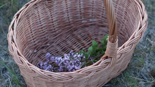 Hand Inserting Harvested Blooming Oregano Twigs Basket — Stock Video