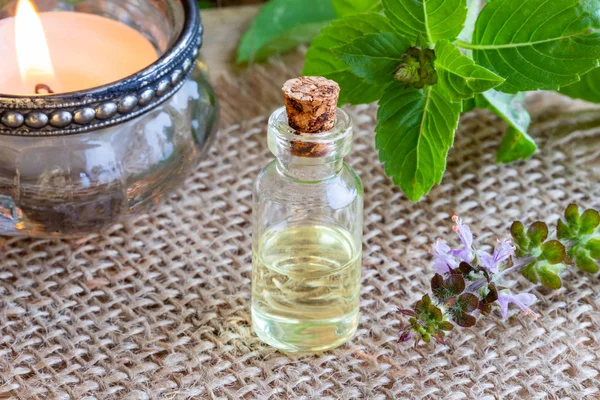 Eine Transparente Flasche Ätherisches Mit Frischem Tulsi Oder Heiligem Basilikum — Stockfoto