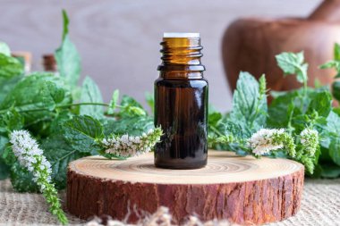 A bottle of essential oil with fresh blooming peppermint twigs clipart