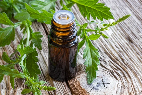 Ortak Mine çiçeği esans taze verbena officinalis bitki ile karanlık bir şişe