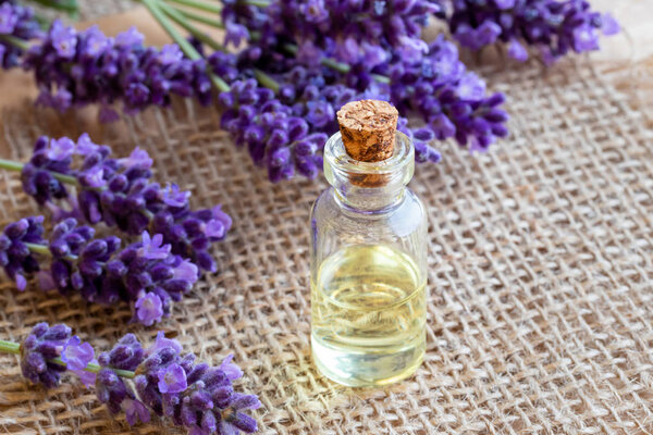 Бутылка эфирного масла со свежими цветущими лавандовыми ветками