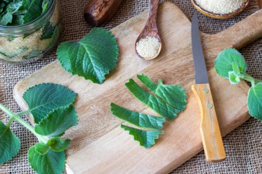 Gümüş spurflower ve şeker kamışı soğuk algınlığı karşı bir ev yapımı bitkisel şurup hazırlanması