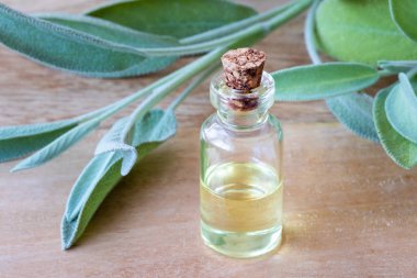 Taze adaçayı dallarıyla birlikte bir şişe gerekli yağ.