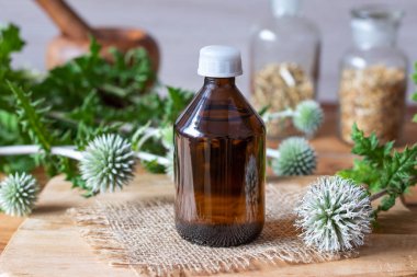 Bir şişe beze gibi küre-thistle tentür ile taze çiçek açan Echinops sphaerocephalus bitki