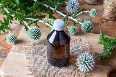 A bottle of great globe-thistle tincture with fresh blooming Echinops sphaerocephalus plant clipart