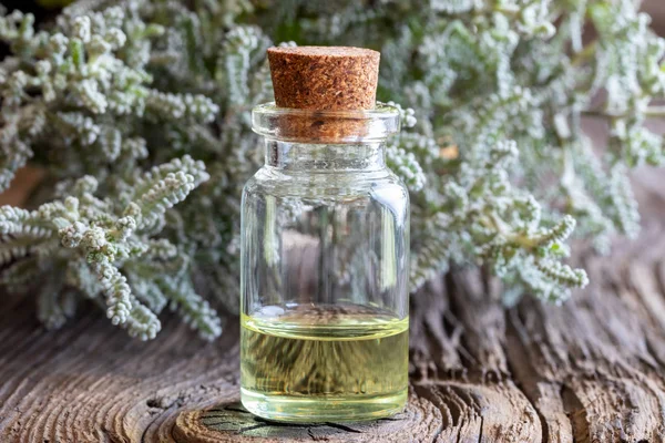 Una Botella Aceite Esencial Con Planta Fresca Santolina Chamaecyparissus —  Fotos de Stock