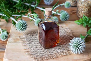 Bir şişe büyük küre-thistle tentür ile taze Echinops sphaerocephalus bitki