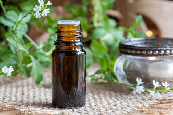 Una Bottiglia Olio Essenziale Comune Alla Verbena Officinalis Fresca — Foto Stock