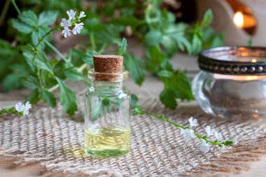 Taze çiçek açan verbena officinalis ile ortak Mine çiçeği esans bir şişe