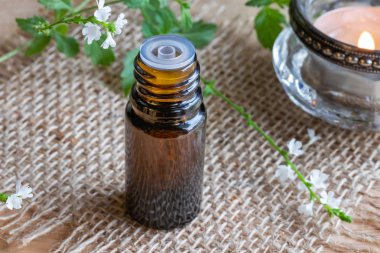 Taze çiçek açan verbena officinalis ile ortak Mine çiçeği esans bir şişe