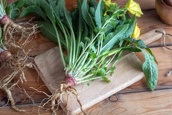 Frische Nachtkerzenwurzel Und Ganze Blütenpflanze — Stockfoto