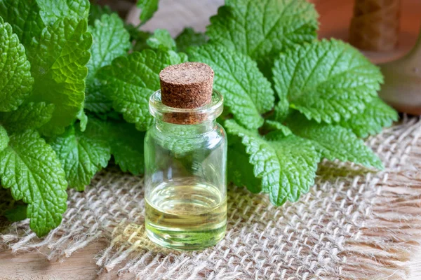 Una Botella Aceite Esencial Con Melisa Fresca — Foto de Stock